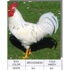 White Leghorn Chicken